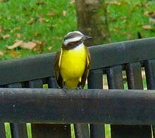 Social Flycatcher